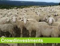 Crowdinvestment, Schwarmfinanzierung, Crowdlending, Immobilienfinanzierung Crowd